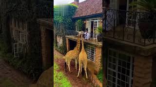Before & After Animals Growing Up | Amazing Animal Transformation #shorts #animals