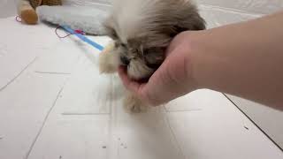 シーズーの動画01