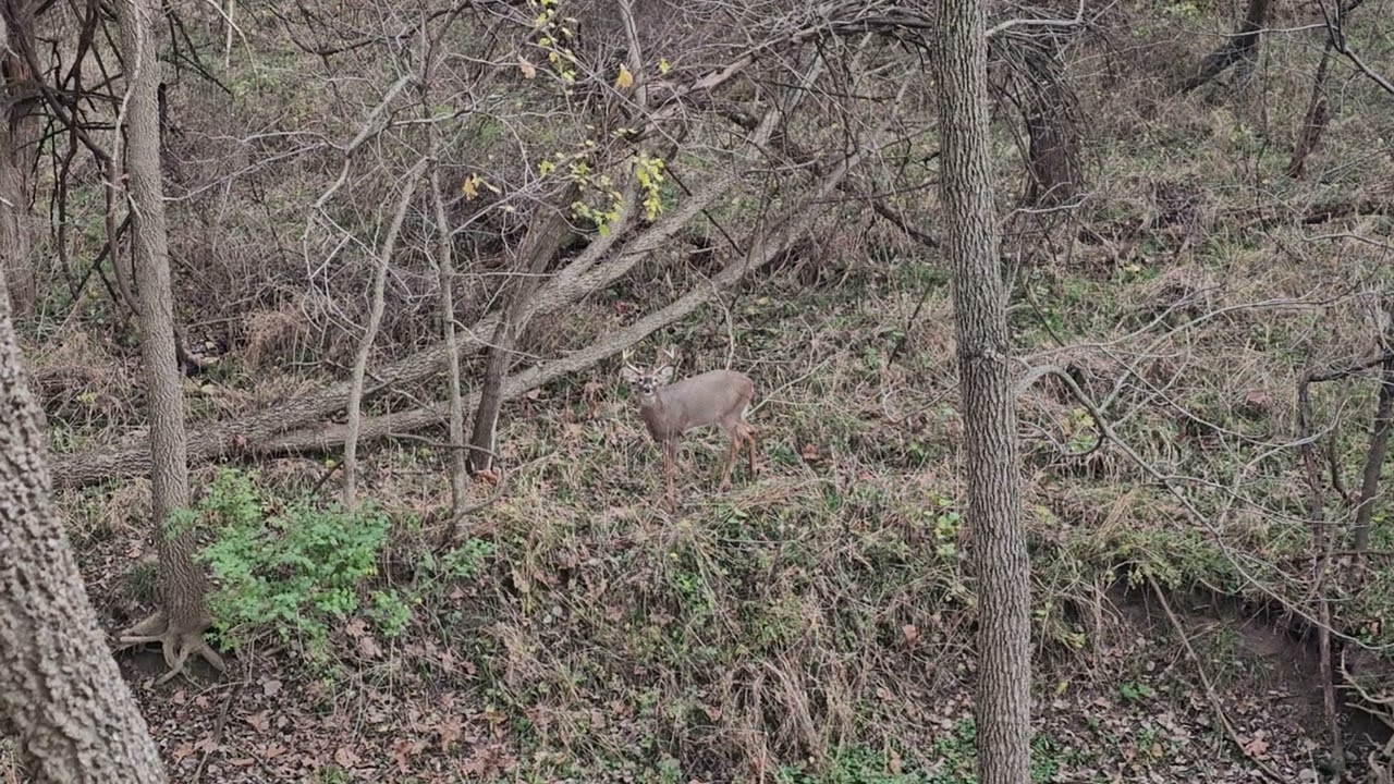 11-20-2024 small 8 point looking for love