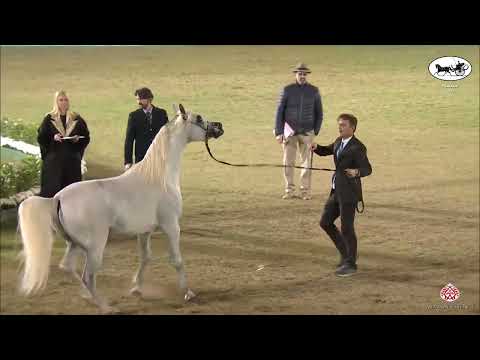 N 213 A T AL BORAK   PSAIAHF 2022   Stallions 4 6 Years Old Class 10