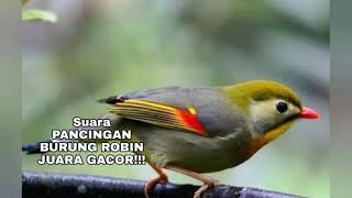 Download lagu Suara PANCINGAN BURUNG ROBIN JUARA GACOR!!! mp3 Download lagu Suara PANCINGAN BURUNG ROBIN JUARA GACOR!!! mp3