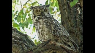Sonny Terry Hootin' Blues No. 2 (1955)