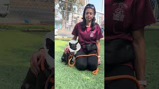 Video preview image #1 Chihuahua Puppy For Sale in Pasadena, CA, USA