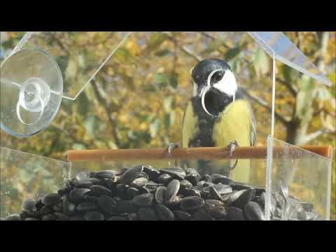Autumn Visitors: Titmice at the Window Feeder