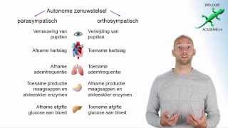 zenuwstelsel - onderdelen zenuwstelsel