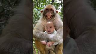 Download lagu monyet meluk bayi sambil tertawa 😊 mp3