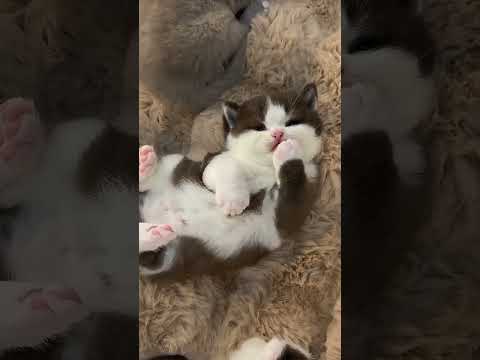 cat cute,funny #cat #catlover #catvideos #cats