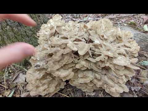 Encontrando e identificando a galinha do bosque