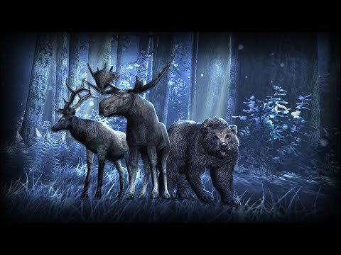 Видео Forest HD