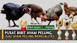 Download lagu PUSAT AYAM PELUNG ASLI GARUT BERKUALITAS HARGA MURAH mp3