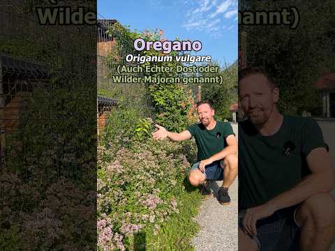 Oregano as an insect pasture and medicinal plant for chickens! Origanum vulgare, wild marjoram, c...