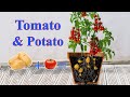 Grafting Tomato and Potatoes plants | VN Gardener