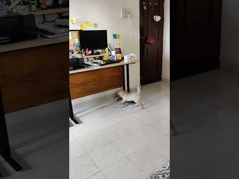 puppy baffled by a tumbler