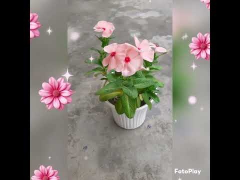 Lovely flowers 💐#shortsvideo #beautifulflowersintheworld #subscribemychannel