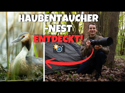 Haubentaucher-Nest entdeckt! Campen & Fotografieren in Neuruppin 📸