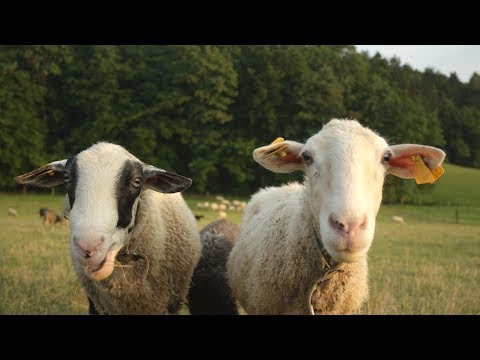 , title : 'Czym różnią się mleka: krowie, owcze i kozie?'