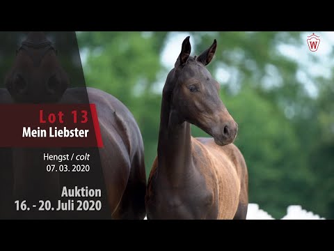 Westfälische Online Auktion 16. - 20. Juli: Lot 13 Mein Liebster Hengst v. Maracaná - Fidertanz