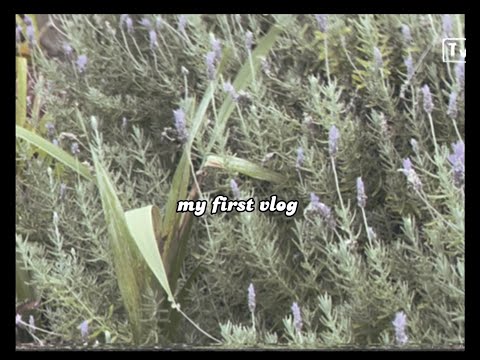 Vlog
