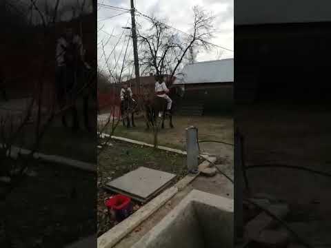 plugușorul & Putineiu