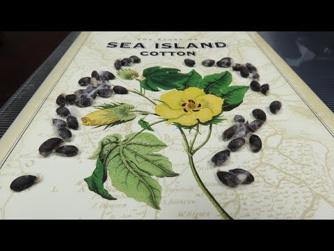 Sea Island Cotton   An Introduction to its Revival
