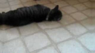 My cat getting high (Kottonmouth Kings- Trippin')