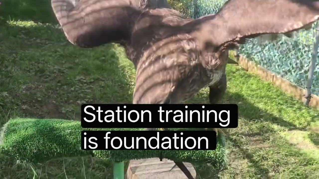 Station training a buzzard 