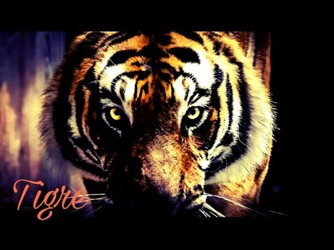 Tiger tribute