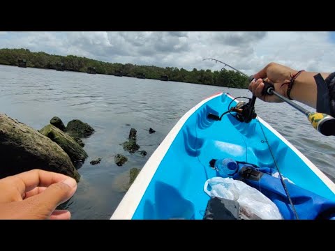 tumpukan kayu sarang ikan, udang baru turun langsung di hajar..