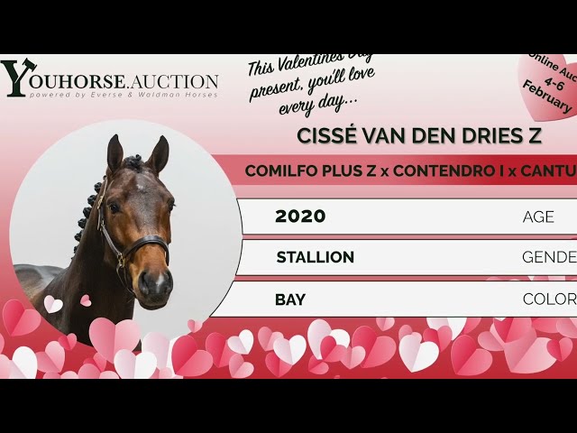 Cissé van den Dries Z