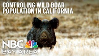 California Tries to Control Wild Pig Problem Mp4 3GP & Mp3