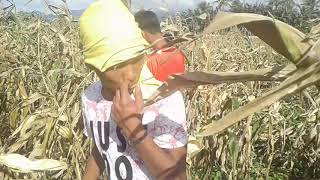 Manual corn harvest