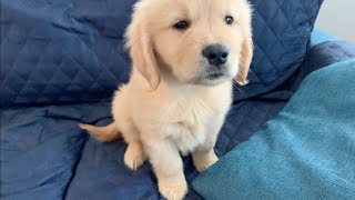 Seeing the puppy eating makes me feel better