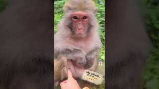 Download lagu dasar kan geli ini ' eh...hi...hi...hi #lucu #ngakak #monyet #monyet #lucuabis #shortsvideo #sorts mp3