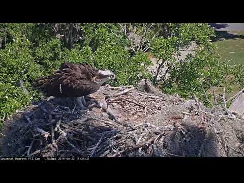 Three Osprey Chicks Fed Lunch In Savannah, Georgia – April 23, 2019
