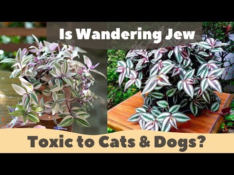 Is Wandering Jew Toxic to Cats & Dogs?