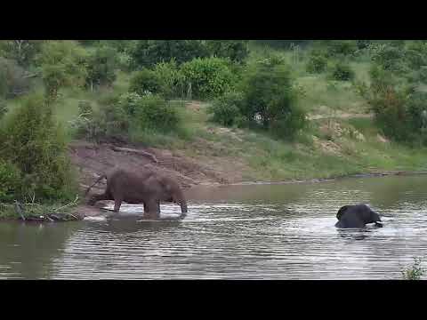 Djuma: Two Elephants enjoy water play - 18:39 - 01/29/2020