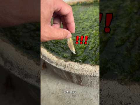 植木鉢の中に潜んでいた謎の生き物の正体