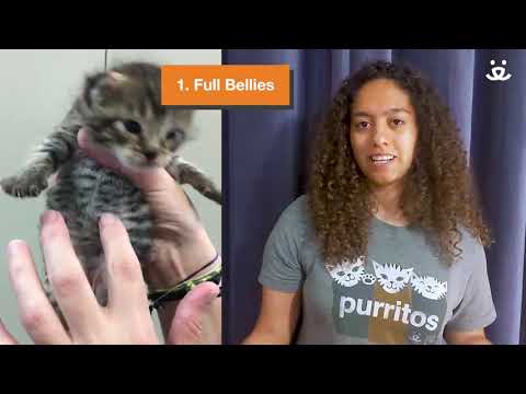 What To Do If You Find Kittens