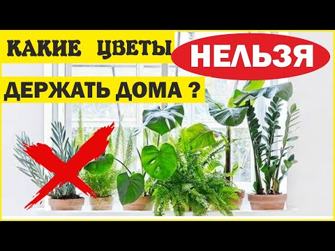 КАКИЕ ЦВЕТЫ НЕЛЬЗЯ ДЕРЖАТЬ ДОМА. ПРИМЕТЫ И СУЕВЕРИЯ