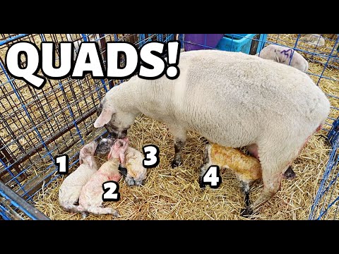 EWE were WORTH the WAIT!!😍 | a possible feed error, a set of quads, and POPCORN LAMBS! | Vlog 565