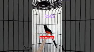 Download lagu Burung Murai Batu Dubur Putih Gacor #kicaumania mp3