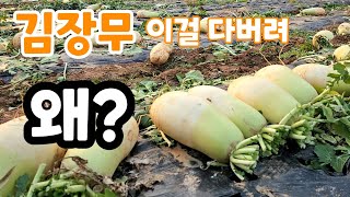김장무 수확 포기 왜? 이걸 다 버린다고 김장철 무밭