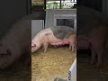 Dit is de unieke stal van varkensboerin Nieske | RTV Oost