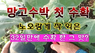 [텃밭농부 1,982]  속이 노오란 망고수박. 착과  32일만에 첫수확! #망고수박재배