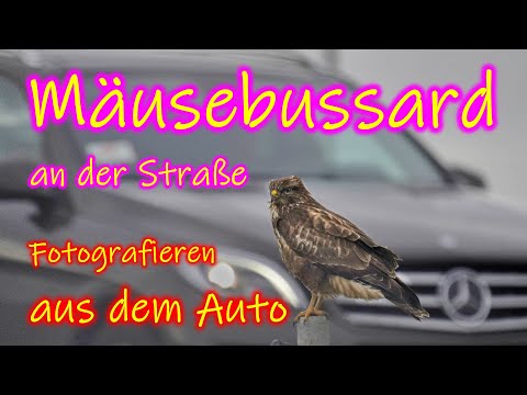 Greifvögel am Straßenrand fotografieren, Du kannst es auch.