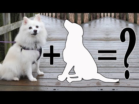 Top 10 American Eskimo Dog Cross breeds | American Eskimo Dog Mixes