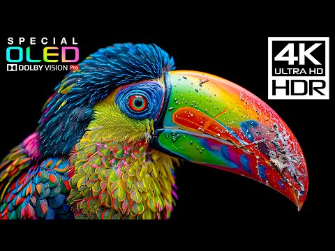 Experience Like Never Before with 4K Videos at 120 fps | 4K HDR Dolby Vision