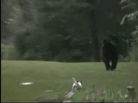 Jack Russell Terrier vs Adult Black Bear