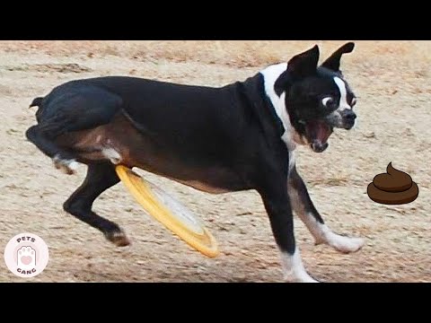 NOT THE SMARTEST DOGS | Stupid Dog Moments Compilation