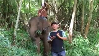 For your better understanding of how elephant riding helps elephants them-self.